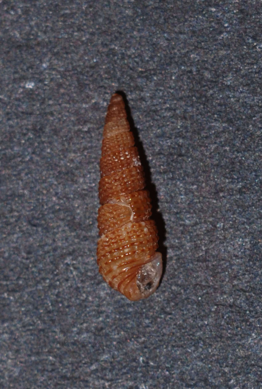 Bittium latreilli